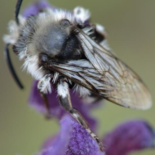 Melecta sp.